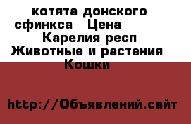 котята донского- сфинкса › Цена ­ 7 000 - Карелия респ. Животные и растения » Кошки   